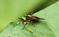 Twin-lobed Deerfly (Chrysops relictus)