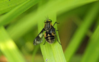 Twin-lobed Deerfly (Chrysops relictus)