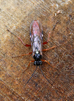 Sawfly (Tenthredopsis litterata)