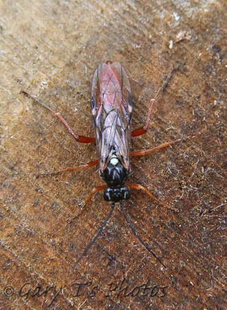Sawfly (Tenthredopsis litterata)