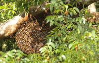 Apis dorsata (Giant Honeybee)