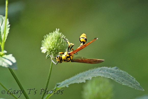 Common Potter Wasp (Phimenes flavopictum)