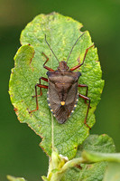 Red-legged Shieldbug (Pentatoma rufipes)