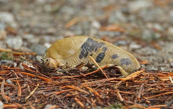 Banana Slug (Ariolimax columbianus)