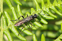 Sawfly (Tenthredo sp.)