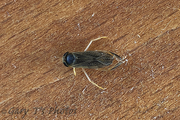 Lesser Water Boatman (Corixa punctata)