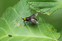 Square-spot Deerfly (Chrysops viduatus)