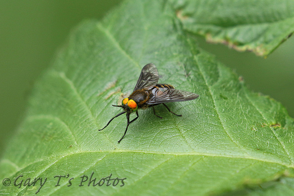 Square-spot Deerfly (Chrysops viduatus)