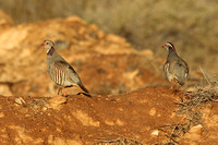 Barbary Partridge (Pair)