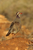 Barbary Partridge (Adult)