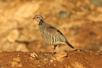 Barbary Partridge (Adult)