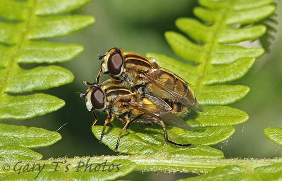 Sun Fly (Helophilus hybridus-Pair)