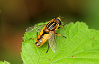 Sun Fly (Helophilus hybridus)