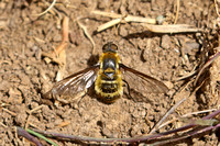 Downland Villa Bee-fly (Villa cingulata)