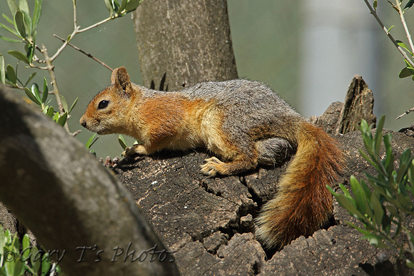 Persian Squirrel (Sciurus anomalus)