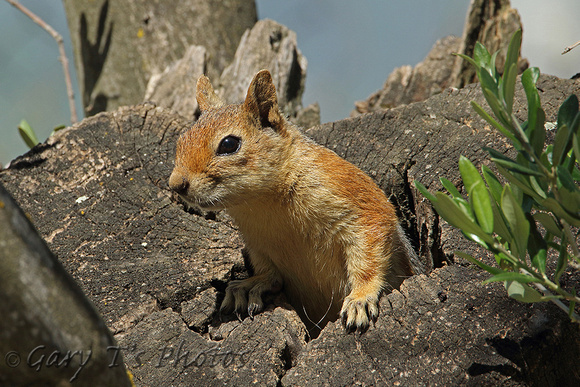 Persian Squirrel (Sciurus anomalus)