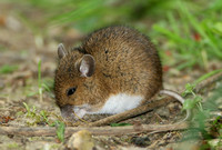 Eurasian Harvest Mouse (Micromys minutus)