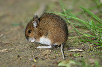 Eurasian Harvest Mouse (Micromys minutus)
