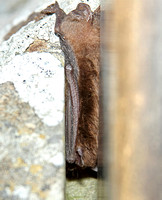 Daubenton's Bat ( Myotis daubentonii)