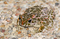 Balearic Green Toad (Bufotes balearicus)