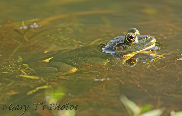 Green Pond Frog (Euphlyctis hexadactylus)
