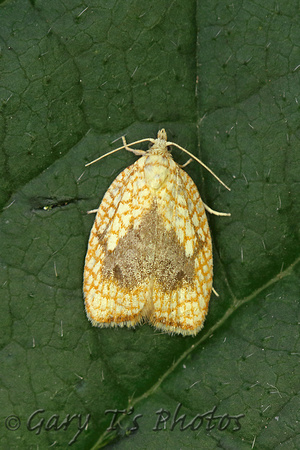 Acleris forsskaleana (Maple Button)