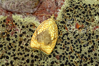 Acleris forsskaleana (Maple Button)