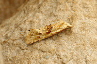 Cochylimorpha straminea (Straw Conch)