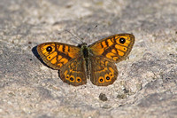Wall Brown (Lasiommata megera - Male)
