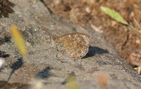 Wall Brown (Lasiommata megera)