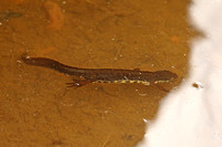 Common/Smooth Newt (Female)