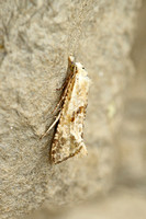 Cochylimorpha straminea (Straw Conch)