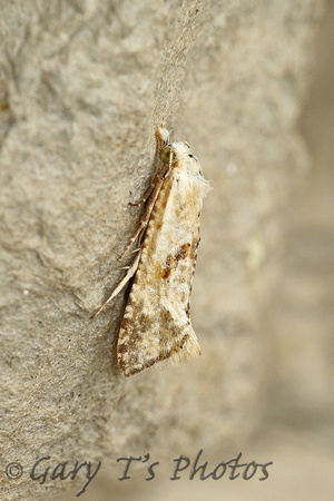 Cochylimorpha straminea (Straw Conch)