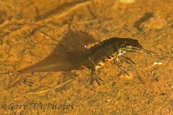 Common/Smooth Newt (Male)
