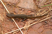 Common/Smooth Newt (Female)