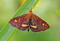 Pyrausta aurata (Mint Moth)