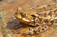 Common Toad (Adult)