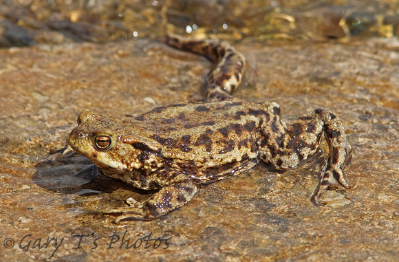Common Toad (Adult)