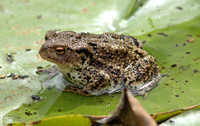 Common (European) Toad (Bufo bufo)