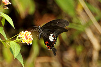 Red Helen (Papilio helenus)