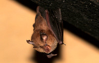 Lesser Horseshoe Bat (Rhinolophus hipposideros - Adult)