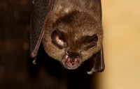Lesser Horseshoe Bat (Rhinolophus hipposideros - Adult)