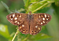Speckled Wood (Pararge aegeria - Male)
