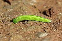 Speckled Wood (Pararge aegeria - Caterpillar)