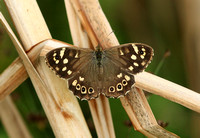 Speckled Wood (Pararge aegeria - Female)