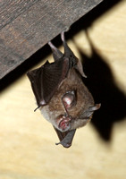 Lesser Horseshoe Bat (Rhinolophus hipposideros - Juvenile)