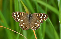 Speckled Wood (Pararge aegeria - Male)