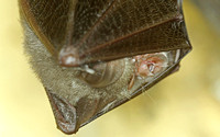 Lesser Horseshoe Bat (Rhinolophus hipposideros - Juvenile)