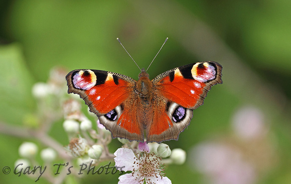 Peacock (Aglais io)