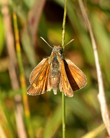Lulworth Skipper (Thymelicus acteon - Female)
